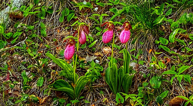 The Lady Slippers Are Blooming On Cape Cod And Gorgeous!