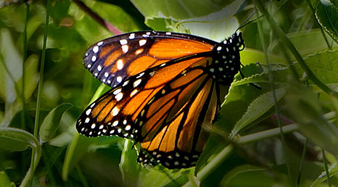 The Monarch Butterflies Are Back On Cape Cod!
