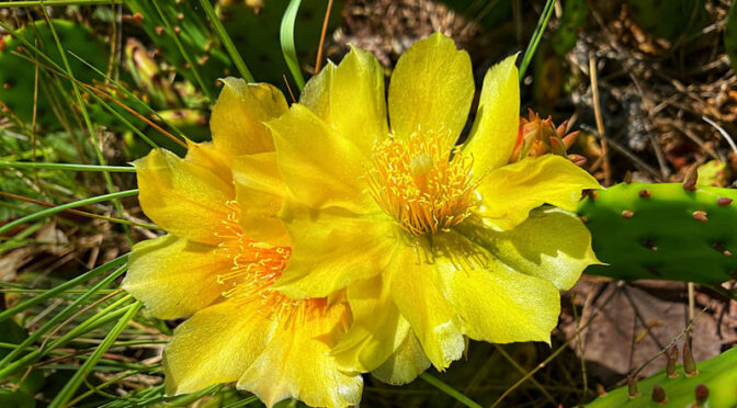 Beautiful, Yellow Pear Cactus Blooming On Cape Cod!
