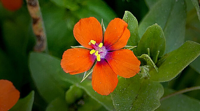 Stunning Scarlet Pimpernel Wildflowers At Fort Hill On Cape Cod.