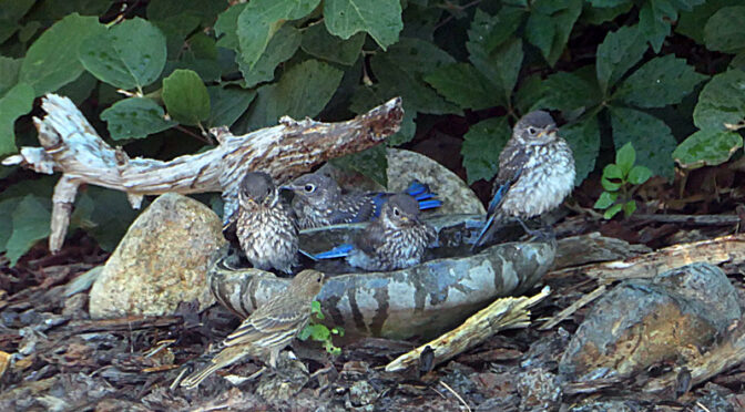 Adorable Baby Bluebirds Trying To Take A Bath In Our Yard On Cape Cod.