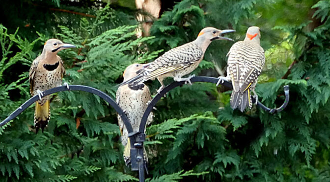 Three Hungry Northern Flicker Chicks Waiting Patiently At Our Home On Cape Cod.