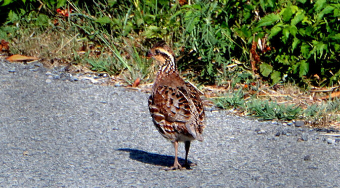 Northern Bobwhite At Fort Hill On Cape Cod.