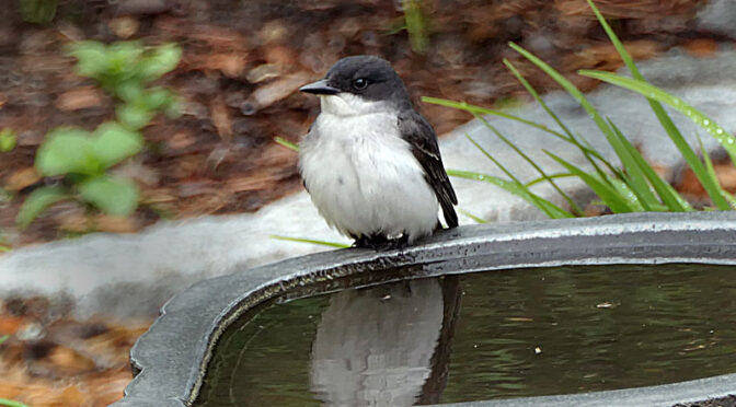 Black And White Eastern Kingbird In Our Yard On Cape Cod.