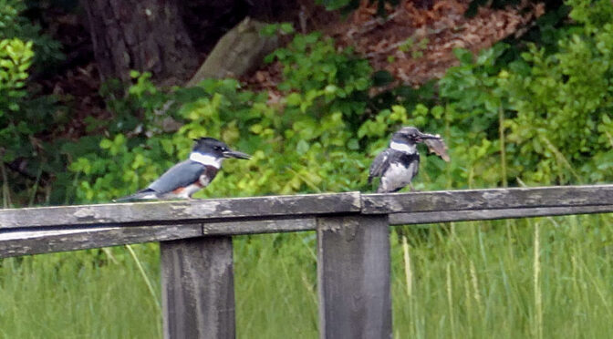 Beautiful Belted Kingfishers Feeding At Arey’s Pond On Cape Cod.