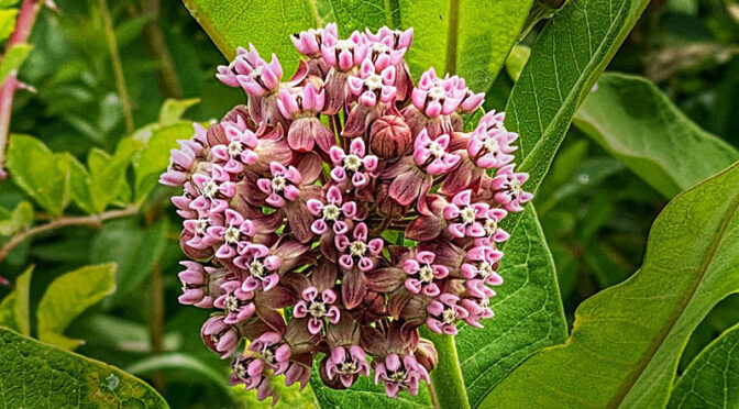 The Milkweed Is Blooming At Fort Hill On Cape Cod.