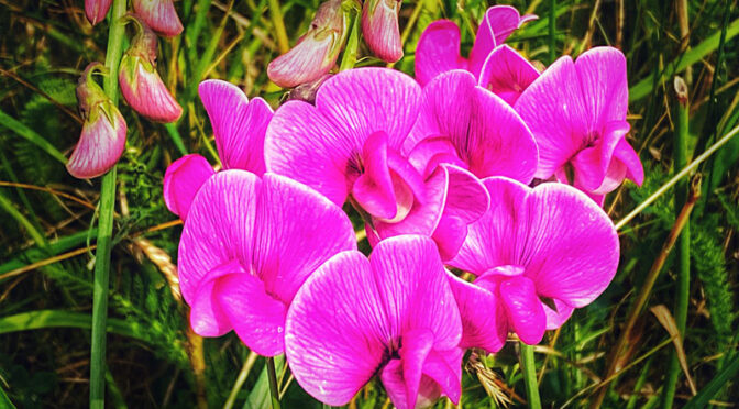 Gorgeous Hot Pink Sweet Pea Wildflowers Blooming At Fort Hill On Cape Cod.