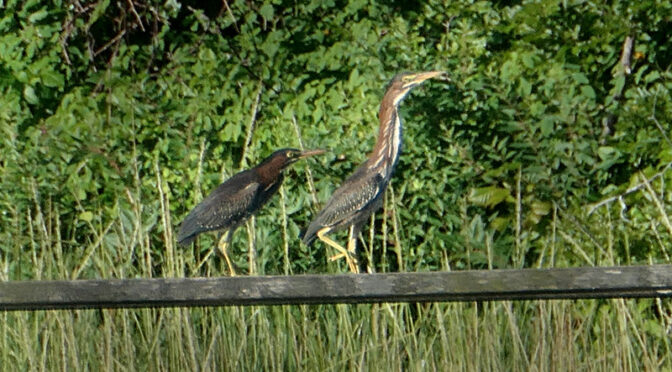 Love These Two Green Herons On Cape Cod.