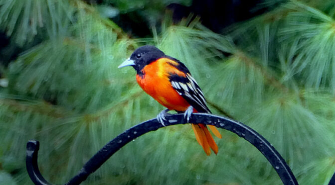 Migration Time For The Baltimore Orioles On Cape Cod.