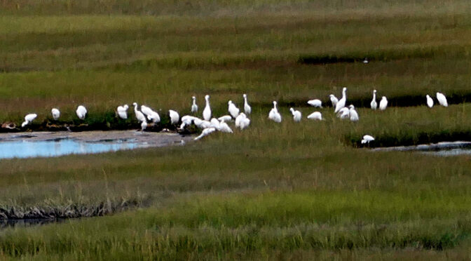 Huge Egret Convention At Nauset Marsh On Cape Cod.