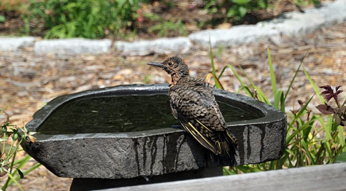 First Bath For This Norther Flicker On Cape Cod?