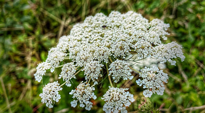 Queen Anne’s Lace Wildflowers On Cape Cod.