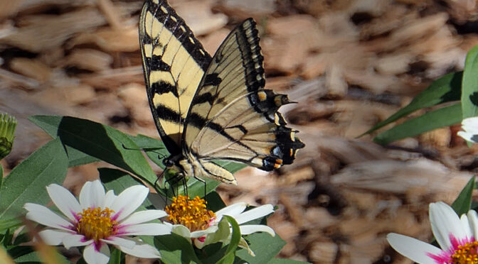 Gorgeous Tiger Swallowtail Butterfly At Our Home On Cape Cod.