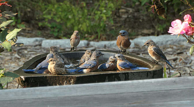Lots Of Bluebirds In Our Bird Bath On Cape Cod.