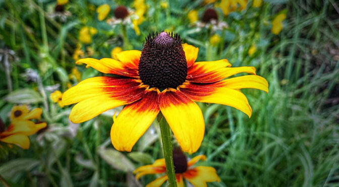 Gorgeous Black-Eyed Susan Wildflowers Are Blooming On Cape Cod.