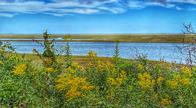 The Goldenrod Is Blooming And Beautiful At Fort Hill On Cape Cod.