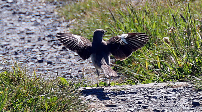 Dancing Mockingbird On The Trail On Cape Cod.