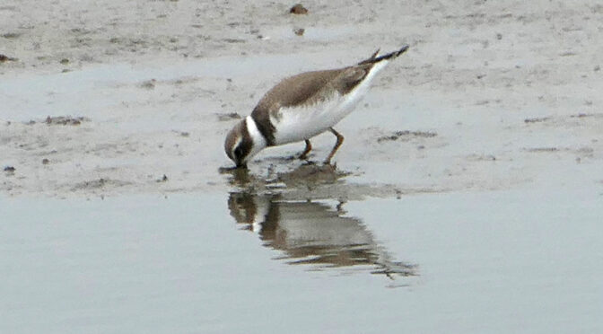 Persistent Semipalmated Plover At Boat Meadow Beach On Cape Cod.