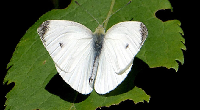 Lots Of Cabbage White Butterflies On Cape Cod.