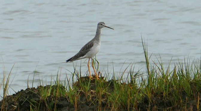 Lesser Yellowlegs At Boat Meadow Beach On Cape Cod.
