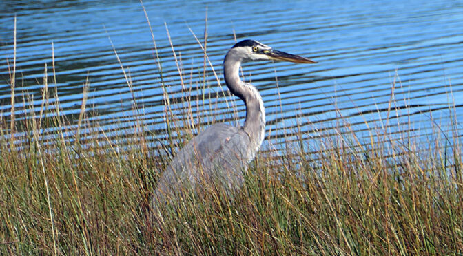 Beautiful Great Blue Heron At Kent Point On Cape Cod.