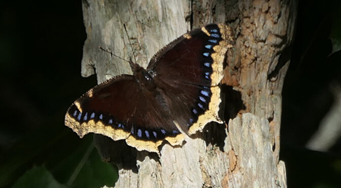 Beautiful Mourning Cloak Butterfly At Wiley Park On Cape Cod.