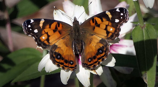 Gorgeous American Painted Lady Butterfly In Our Yard On Cape Cod.