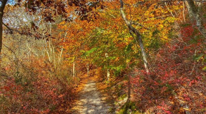Still Fall Colors On The Beech Forest Trail In Provincetown On Cape Cod.