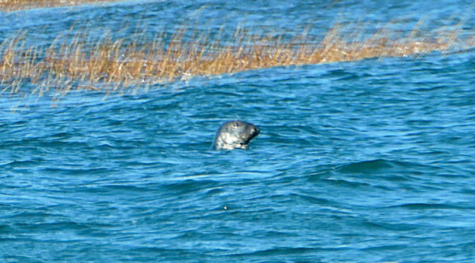 Three Seals At Boat Meadow Beach On Cape Cod!