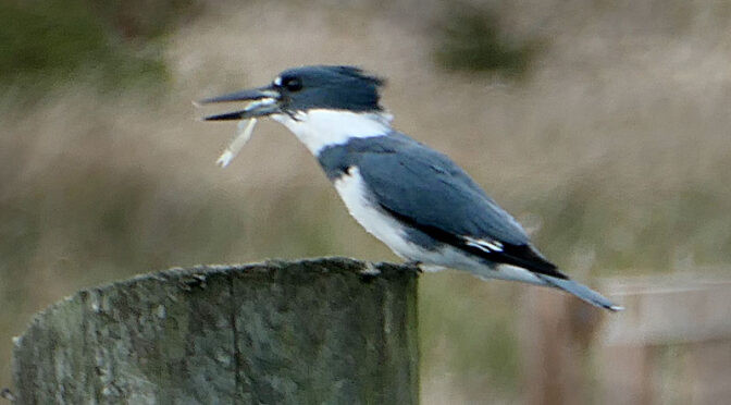 Beautiful Belted Kingfisher At Rock Harbor On Cape Cod.