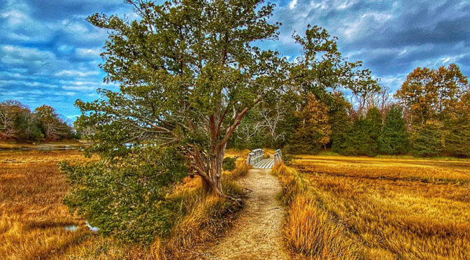 A Different Perspective On The Nauset Marsh Trail On Cape Cod.