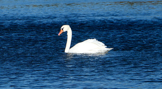 Beautiful White Swan At Great Pond On Cape Cod.