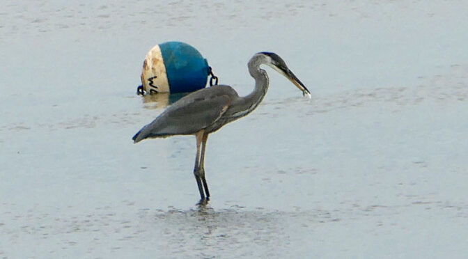 Great Blue Heron Fishing At Boat Meadow Beach On Cape Cod.