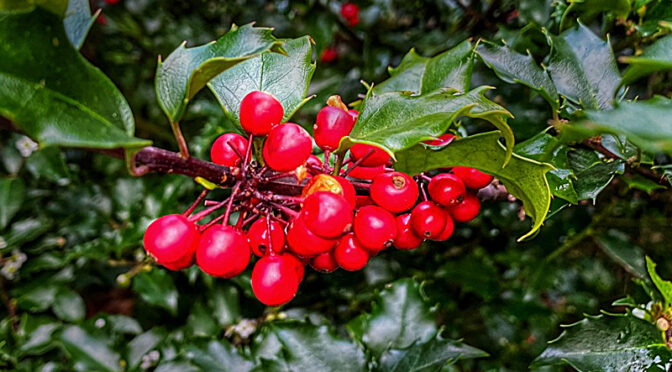Bright Red Holly Berries On Cape Cod.