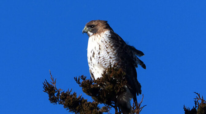 Beautiful Red-Tailed Hawk At Fort Hill On Cape Cod.