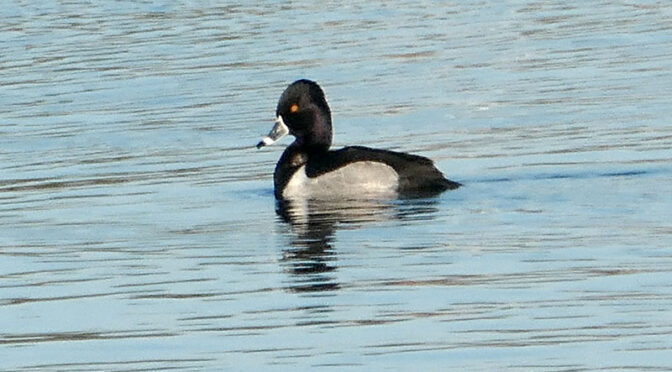 Beautiful Ring-Necked Duck At Herring Pond On Cape Cod.