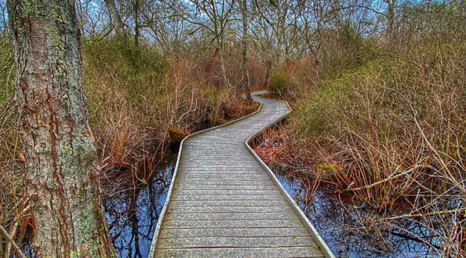 Red Maple Swamp Trail In Winter On Cape Cod.