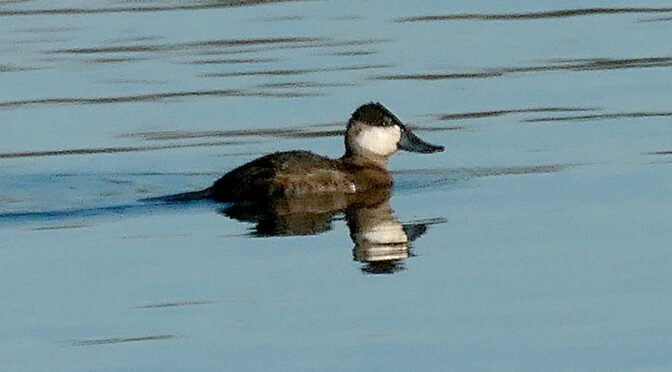 My First Ruddy Duck At Wiley Park On Cape Cod.