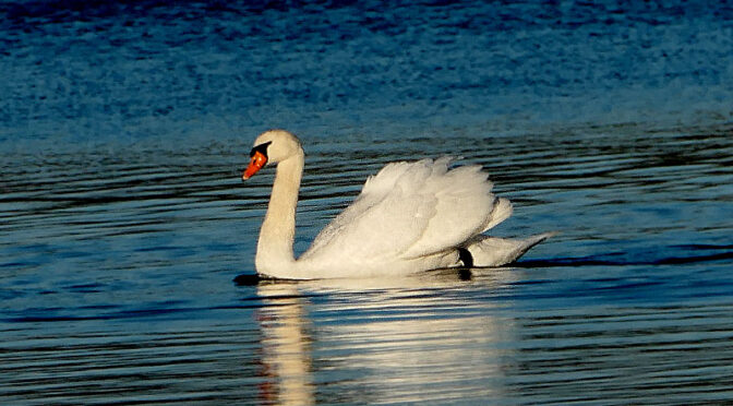 Beautiful Mute Swan At Herring Pond On Cape Cod.