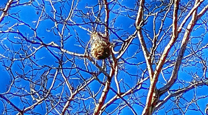 Last Summer’s Baltimore Oriole’s Nest Is Still Intact Here On Cape Cod.