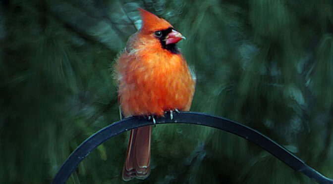 Gorgeous Northern Cardinal In Our Yard On Cape Cod.