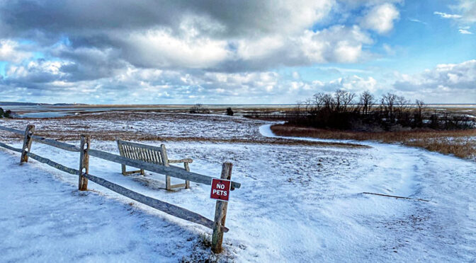 From Daffodils To Snow On Cape Cod!