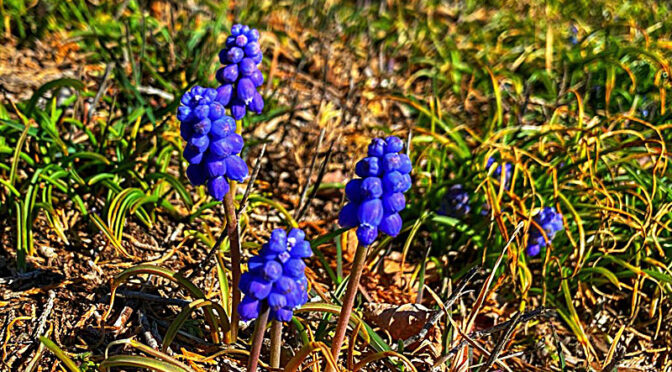 The Wild Hyacinth Are Blooming On Cape Cod.