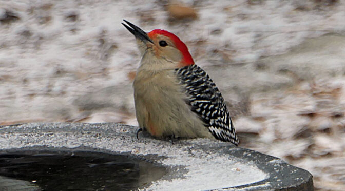 Beautiful Red-Bellied Woodpecker At Our Bird Bath On Cape Cod.