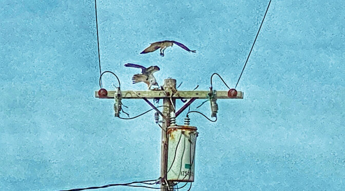 The Osprey Are Moving In On Cape Cod!