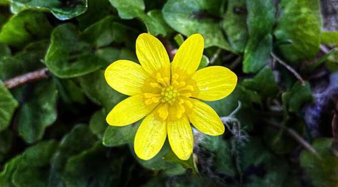 Pretty Yellow Fig Buttercups Are Blooming For Easter On Cape Cod.