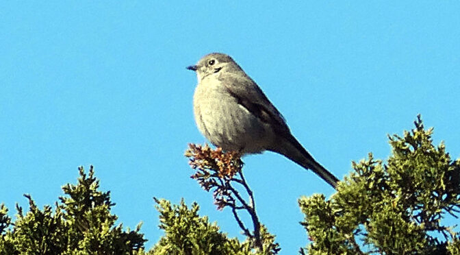 Chatty Catbird At The Wellfleet Bay Wildlife Sanctuary On Cape Cod.