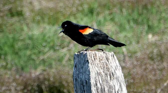 The Red-Winged Blackbirds Are Back At Fort Hill On Cape Cod.