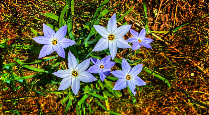 Beautiful Spring Starflowers Are Blooming On Cape Cod.