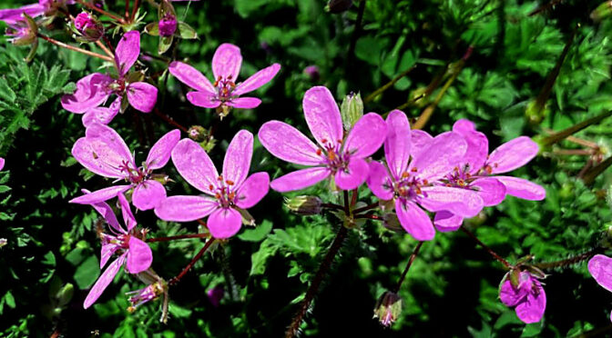 Beautiful Hot Pink Stork’s-Bill Wildflowers Are Blooming All Over Cape Cod!